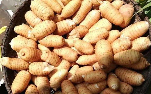 室內(nèi)種出 野 天麻,兩平方米的天麻竟能掙3000塊錢(qián)