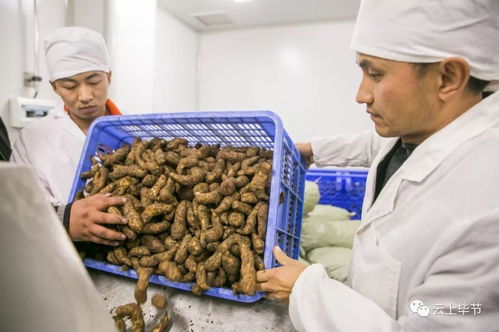 忙忙忙 畢節(jié)這些農(nóng)特產(chǎn)品熱銷,生產(chǎn)場(chǎng)景太 火爆