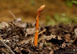 天麻種苗供應(yīng)信息 天麻種苗批發(fā) 天麻種苗價格 找天麻種苗產(chǎn)品上