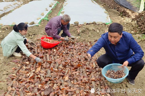 陜南這位 80后 烏天麻育種忙