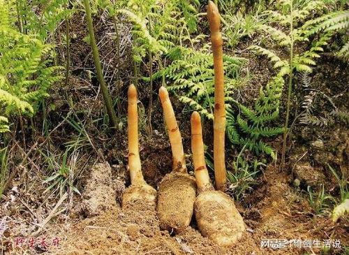 田衛(wèi)東醫(yī)生 加強(qiáng)版的天麻鉤藤飲,幫你減輕震顫