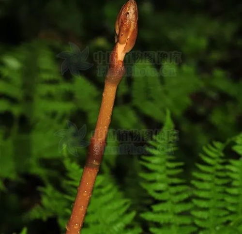 定風(fēng)草 天麻