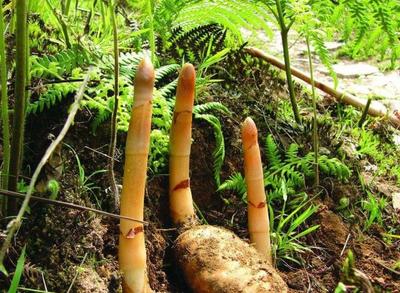 農村5種特像土豆的植物,價格是節節高,您是否認識或是吃過?