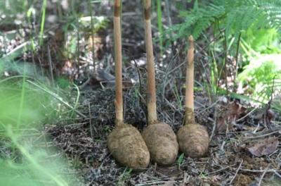 天麻產(chǎn)地及其價值探析