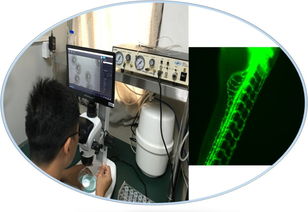 生物技術推廣服務 前景廣闊、待遇優厚的“筍工”新選擇